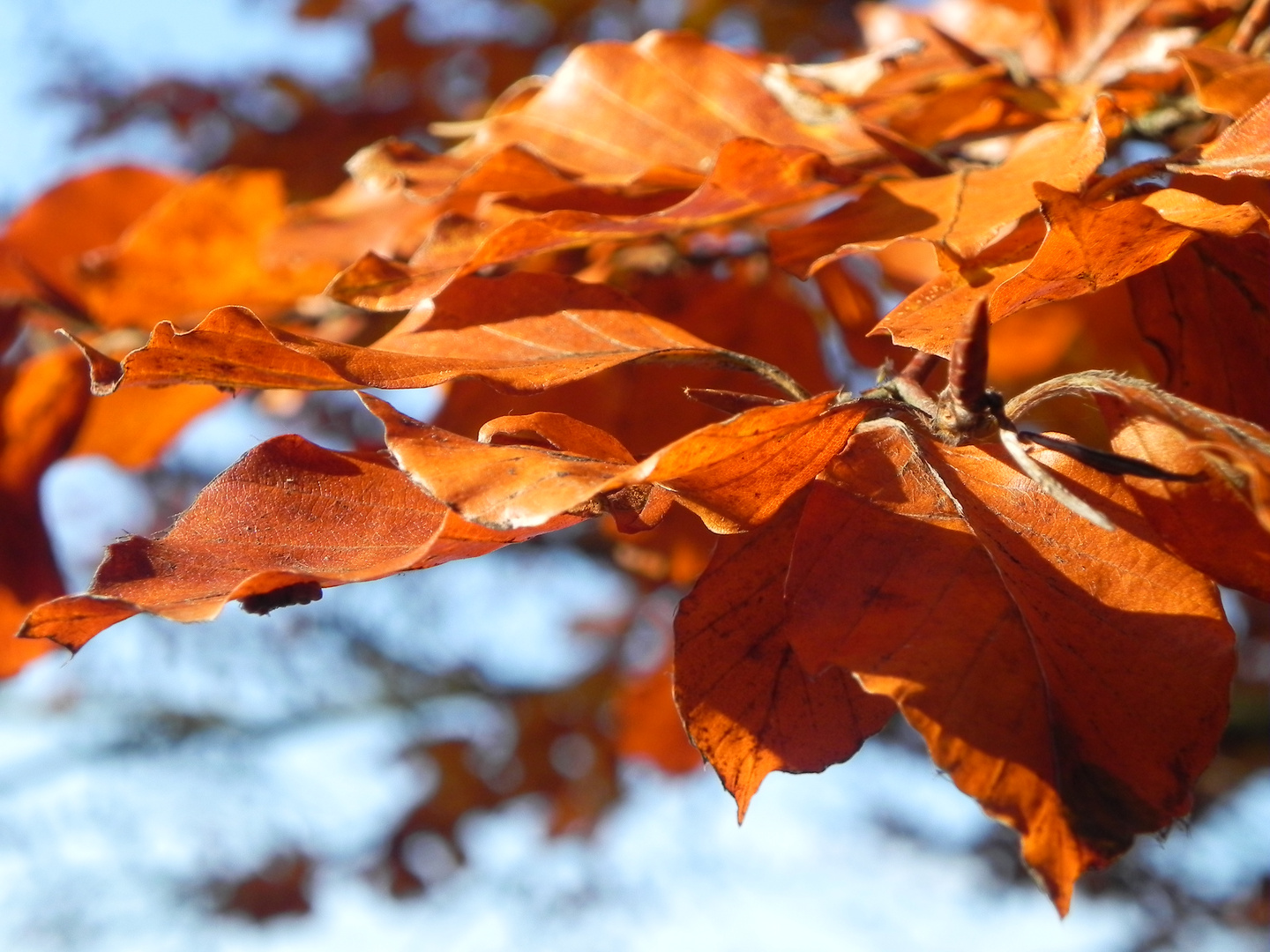 Herbst