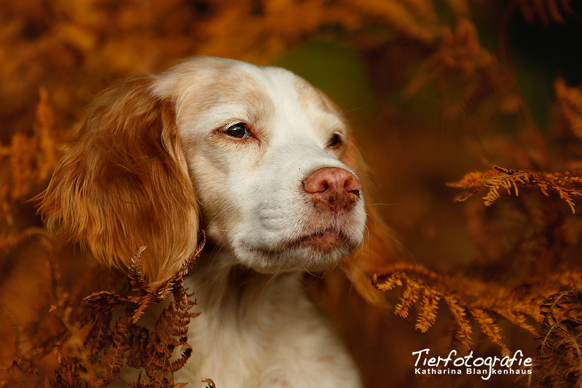 Herbst...