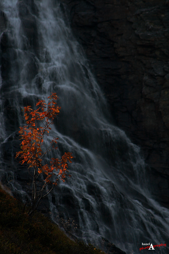 Herbst