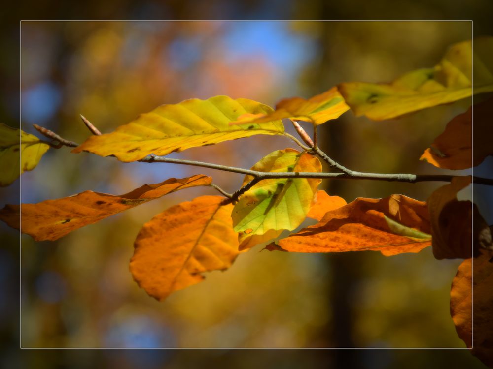 ``Herbst``