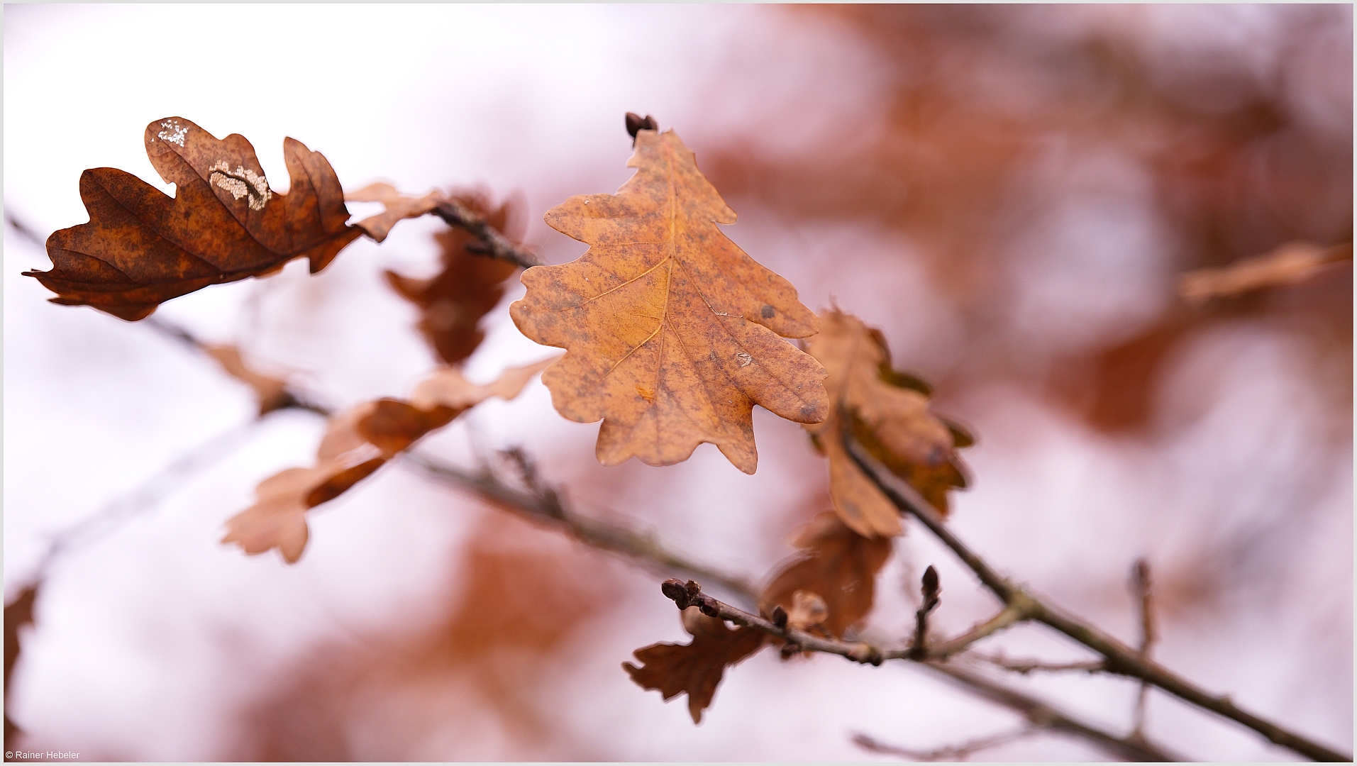 Herbst