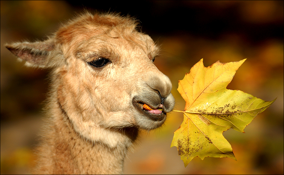 Herbst