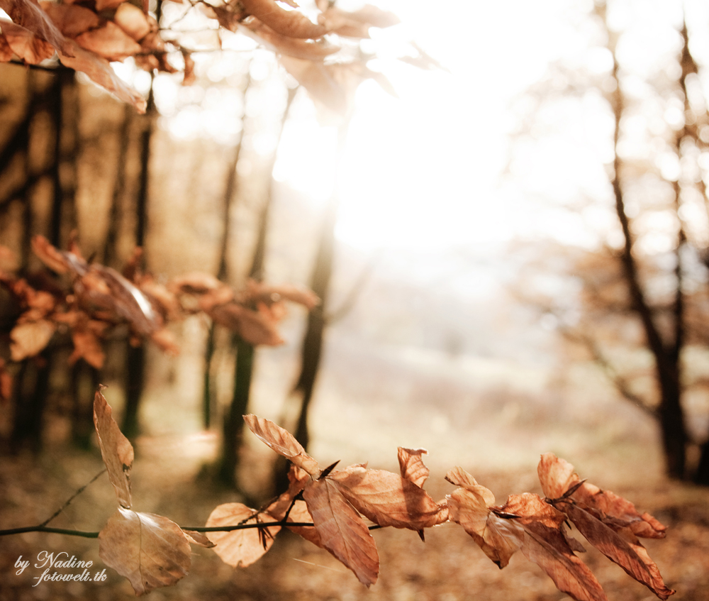 Herbst-Bäume