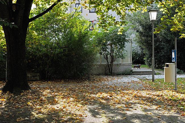 Herbst, Bäume, Hund