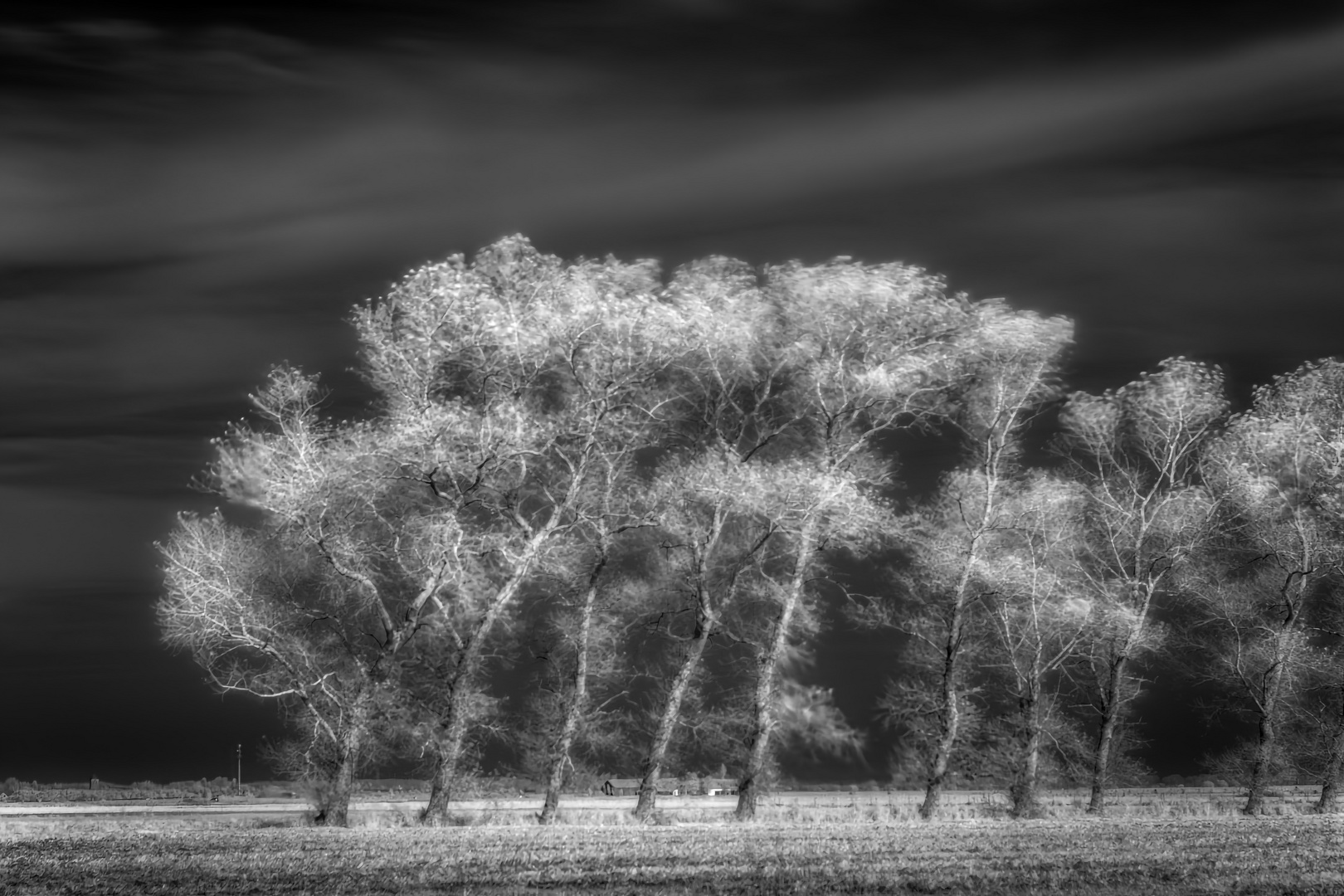 Herbst-Bäume in Flandern