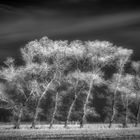 Herbst-Bäume in Flandern