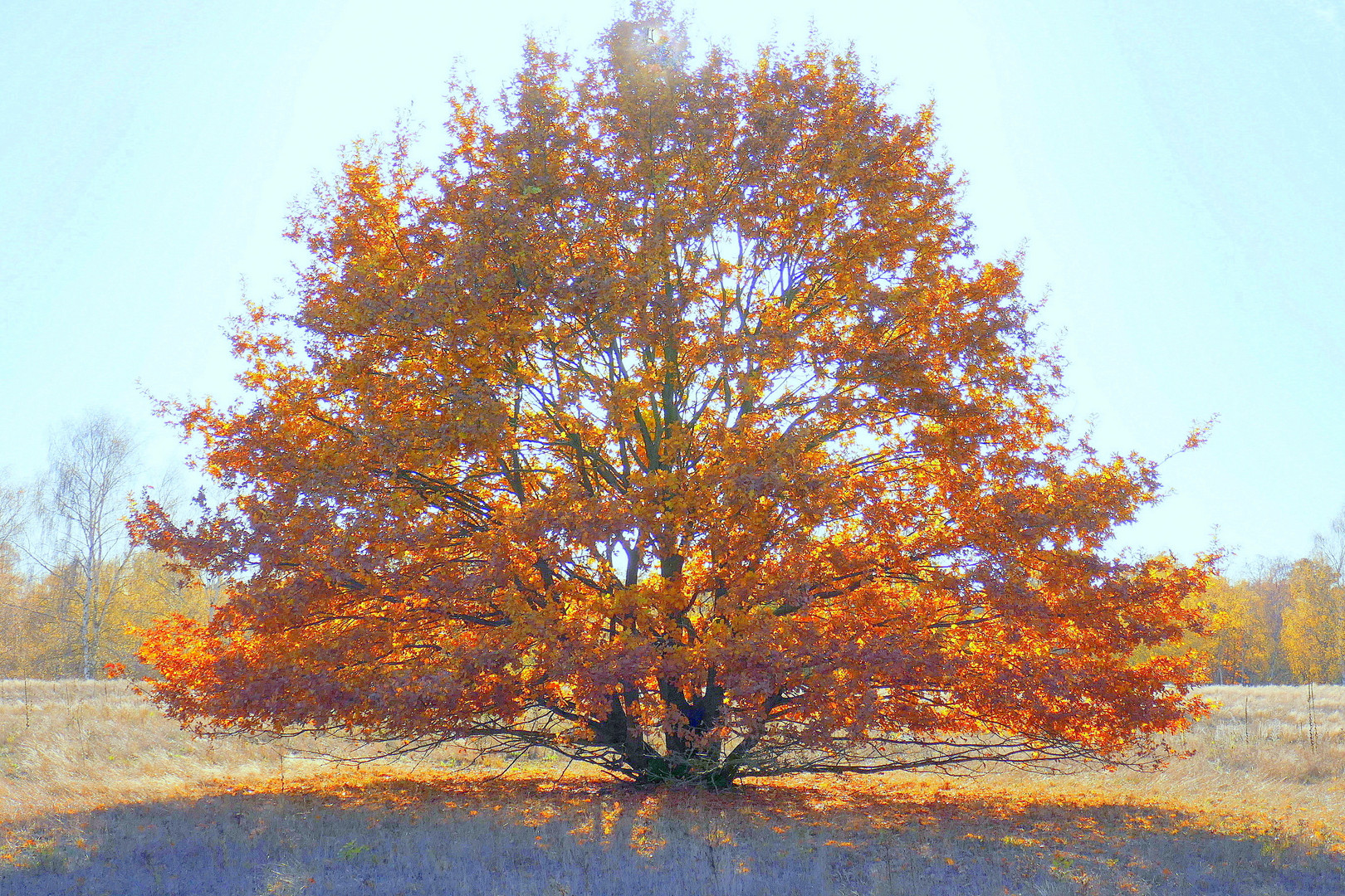 Herbst Baume 2 Foto Bild World Baume Natur Bilder Auf Fotocommunity