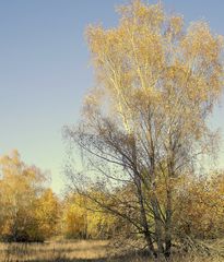 Herbst: Bäume(3)