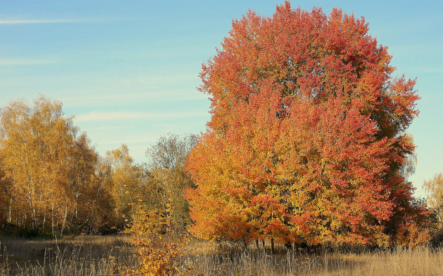 Herbst: Bäume(4)