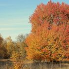 Herbst: Bäume(4)