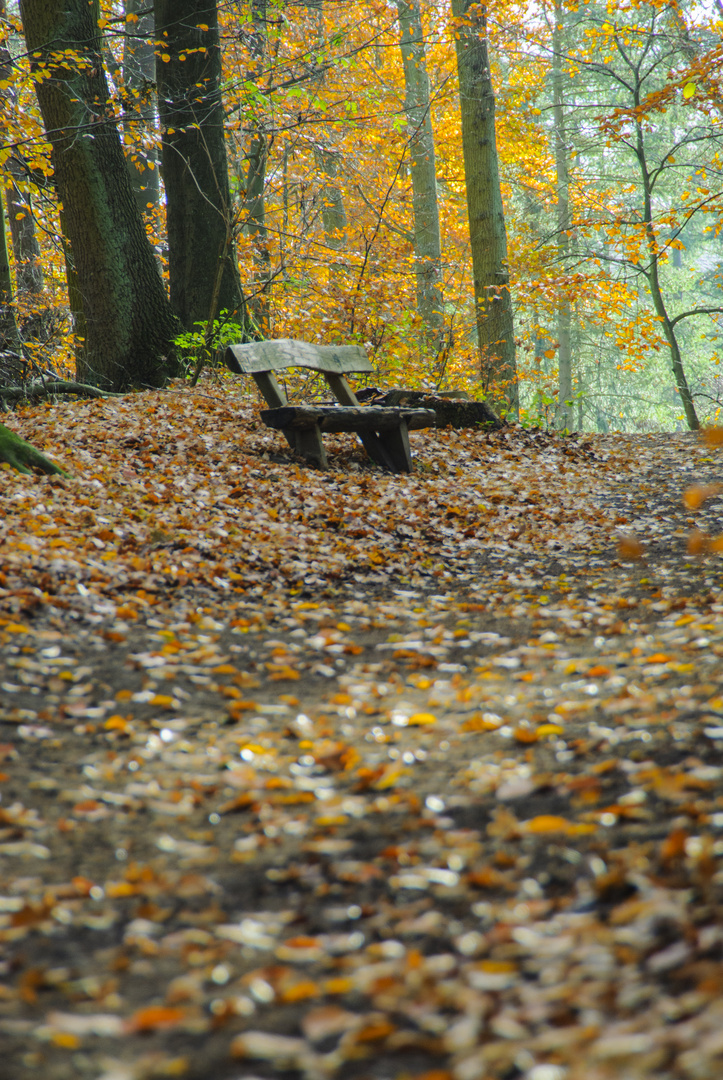 Herbst-Bank im Wald _6