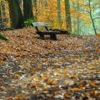 Herbst-Bank im Wald _6