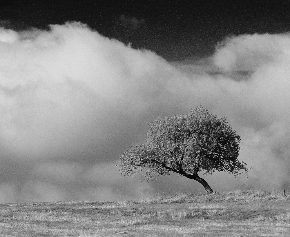 Herbst-Baum