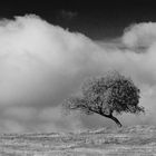 Herbst-Baum