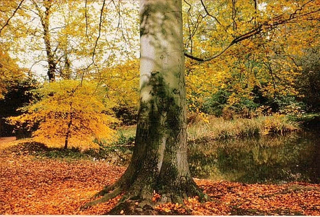 Herbst-Baum