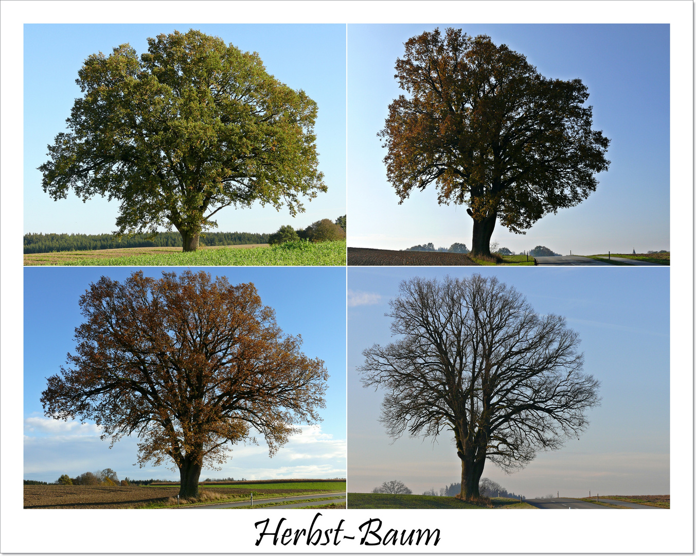 Herbst-Baum