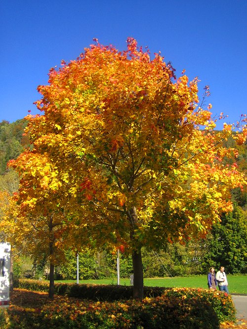 Herbst - Baum