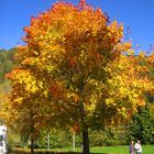 Herbst - Baum