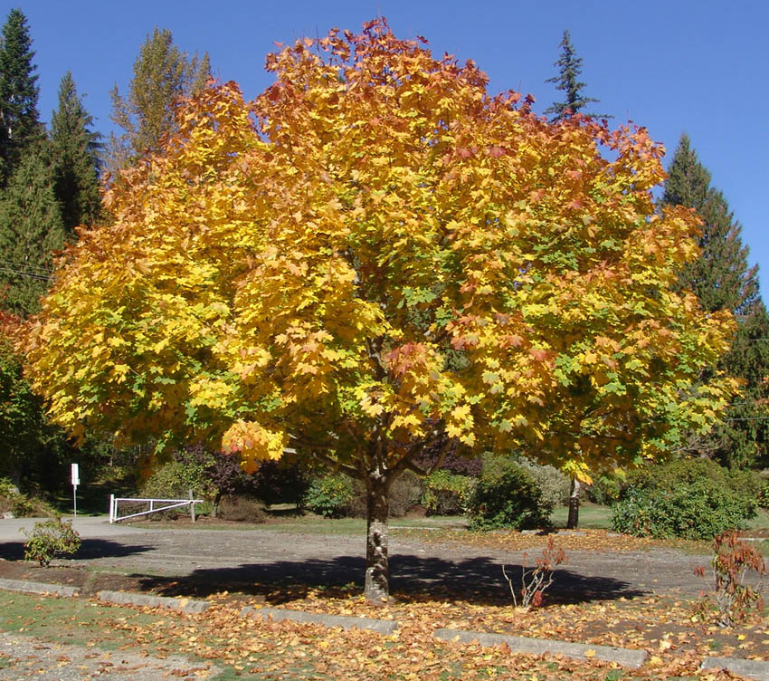 Herbst Baum