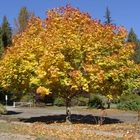 Herbst Baum