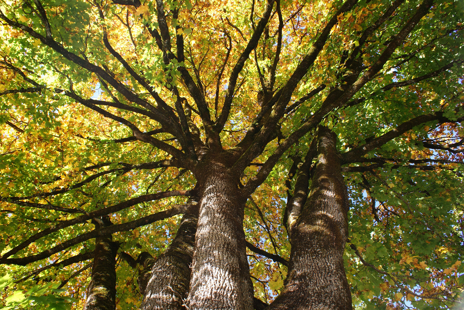 Herbst Baum