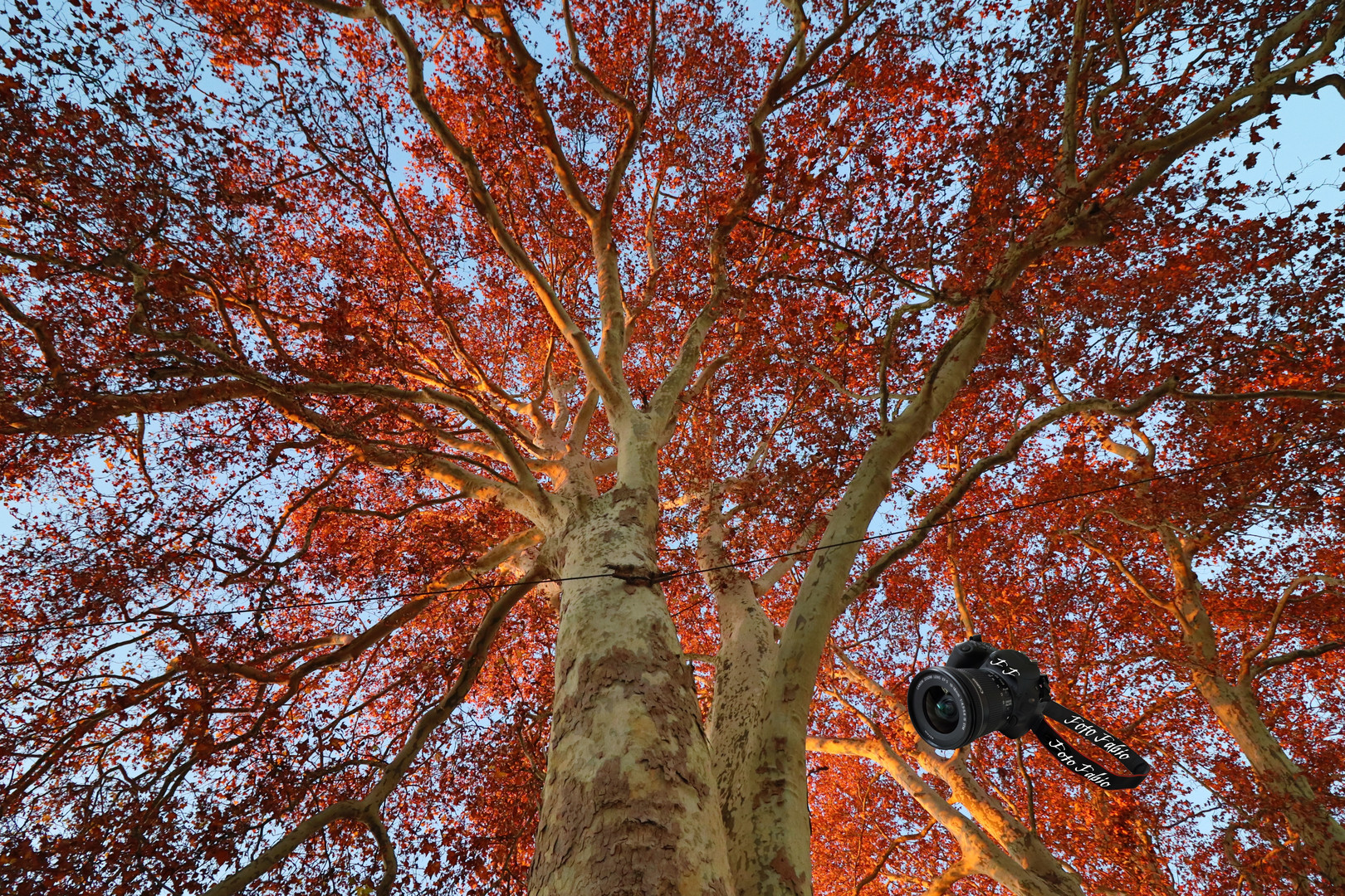 Herbst Baum