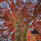 Herbst Baum