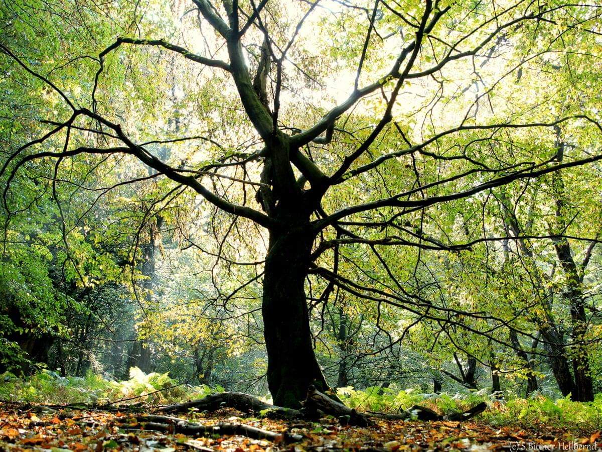 Herbst Baum