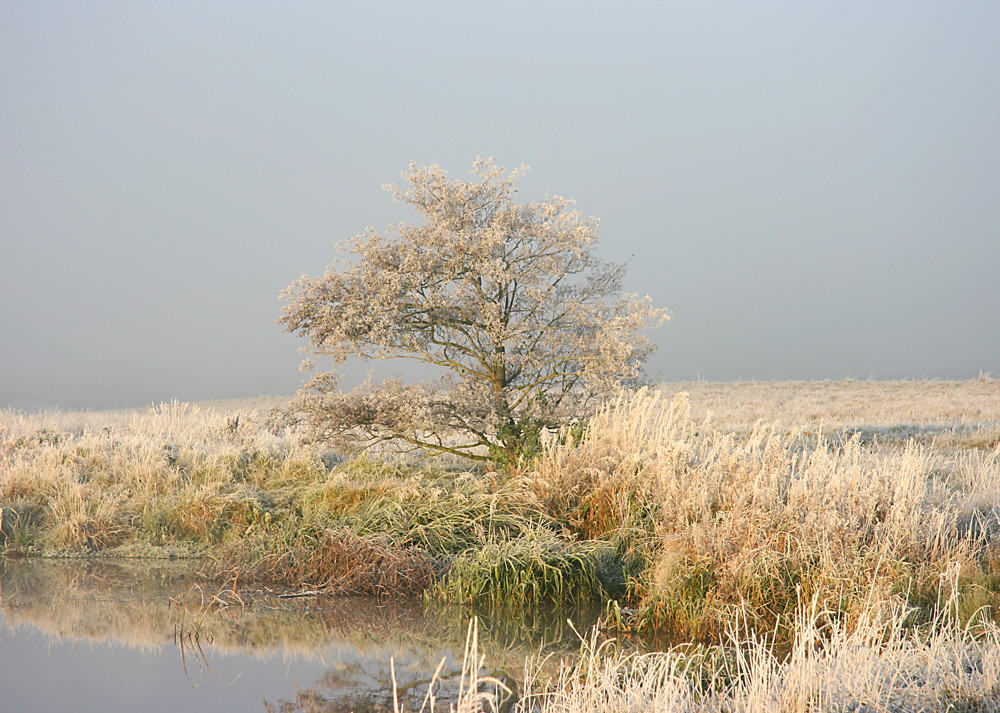 Herbst-Baum