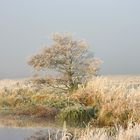 Herbst-Baum