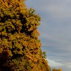 Herbst baum