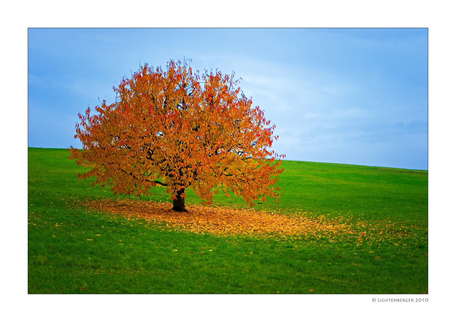 Herbst Baum Foto Bild Natur Und Tiere Bilder Auf Fotocommunity