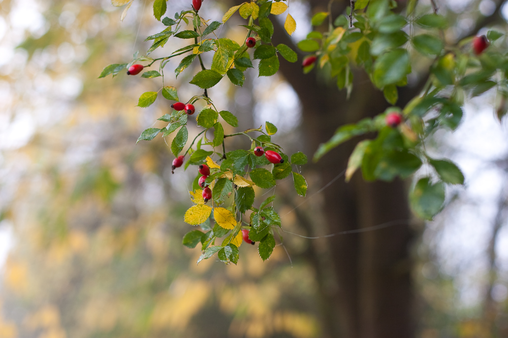 Herbst