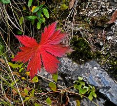 Herbst