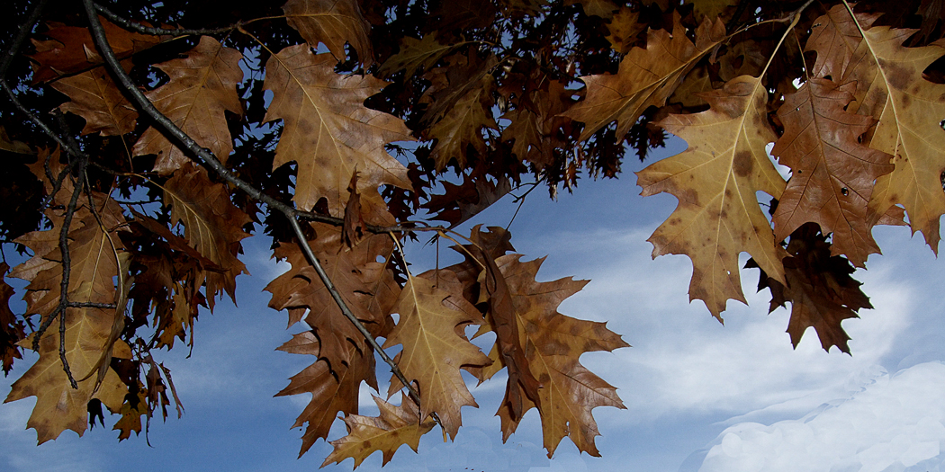 Herbst