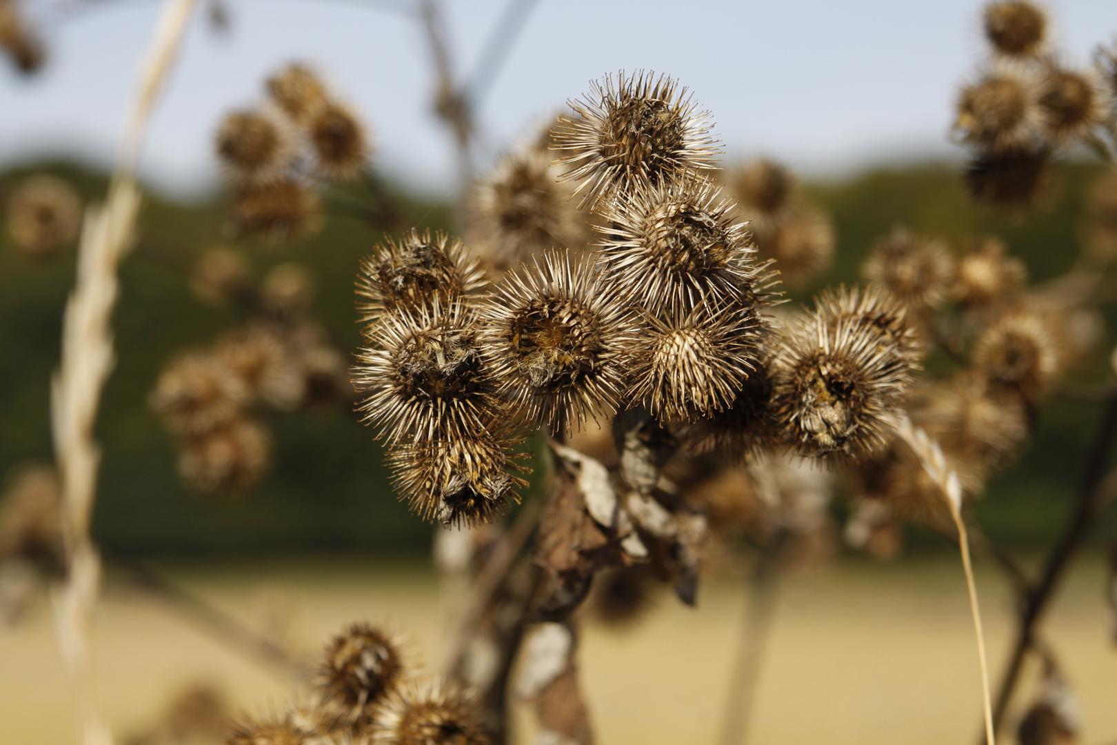 Herbst