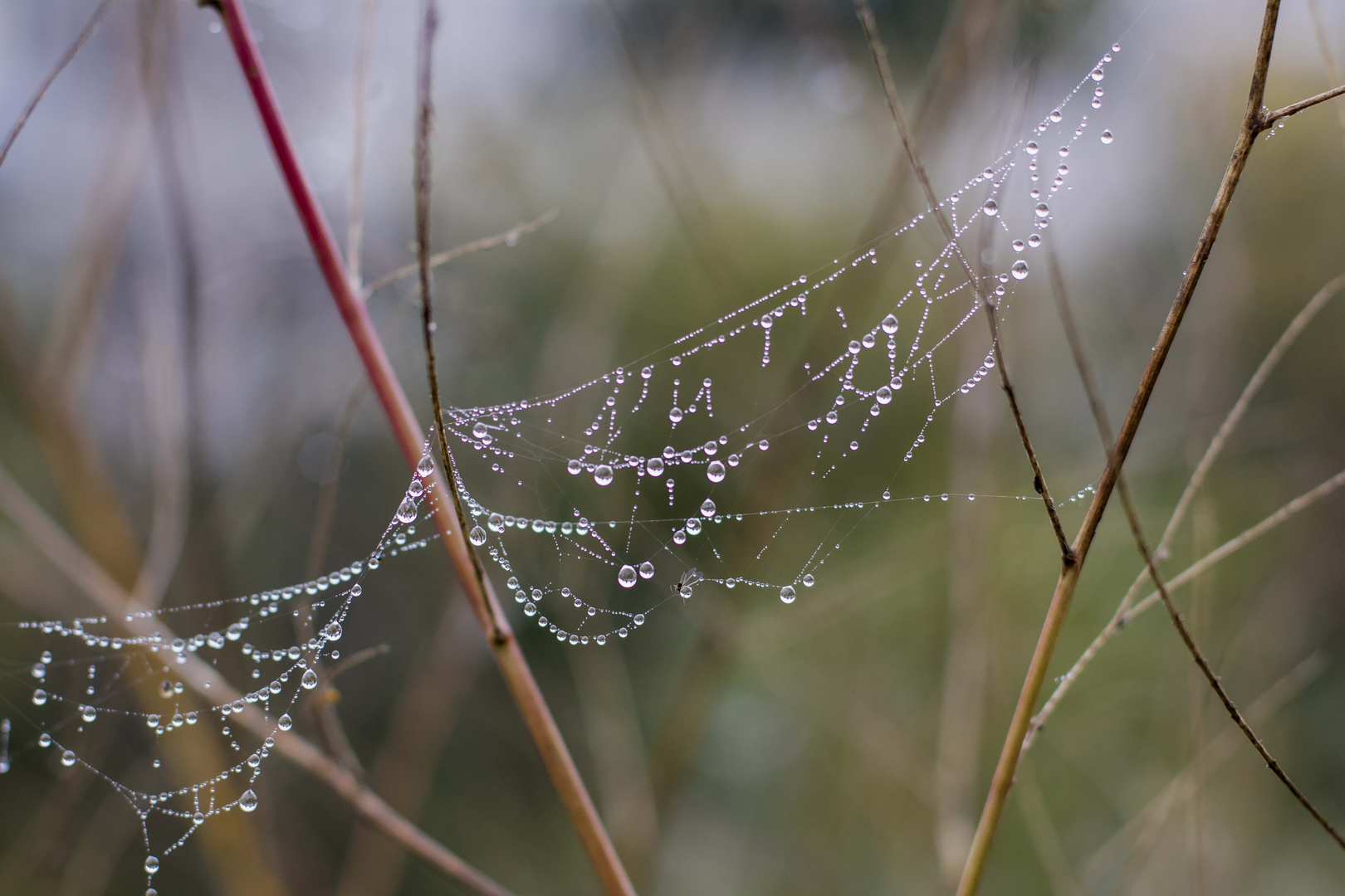 Herbst