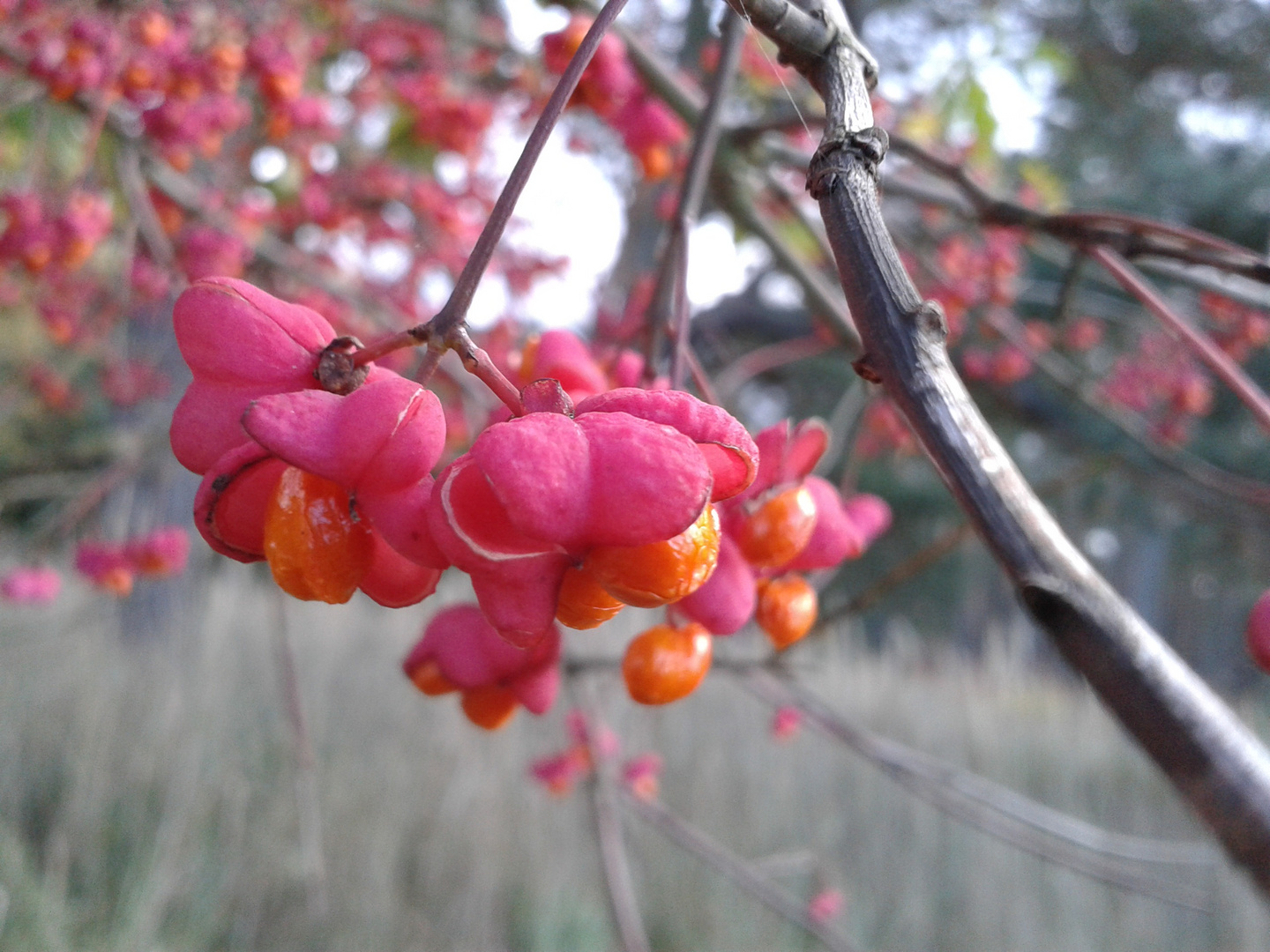 Herbst