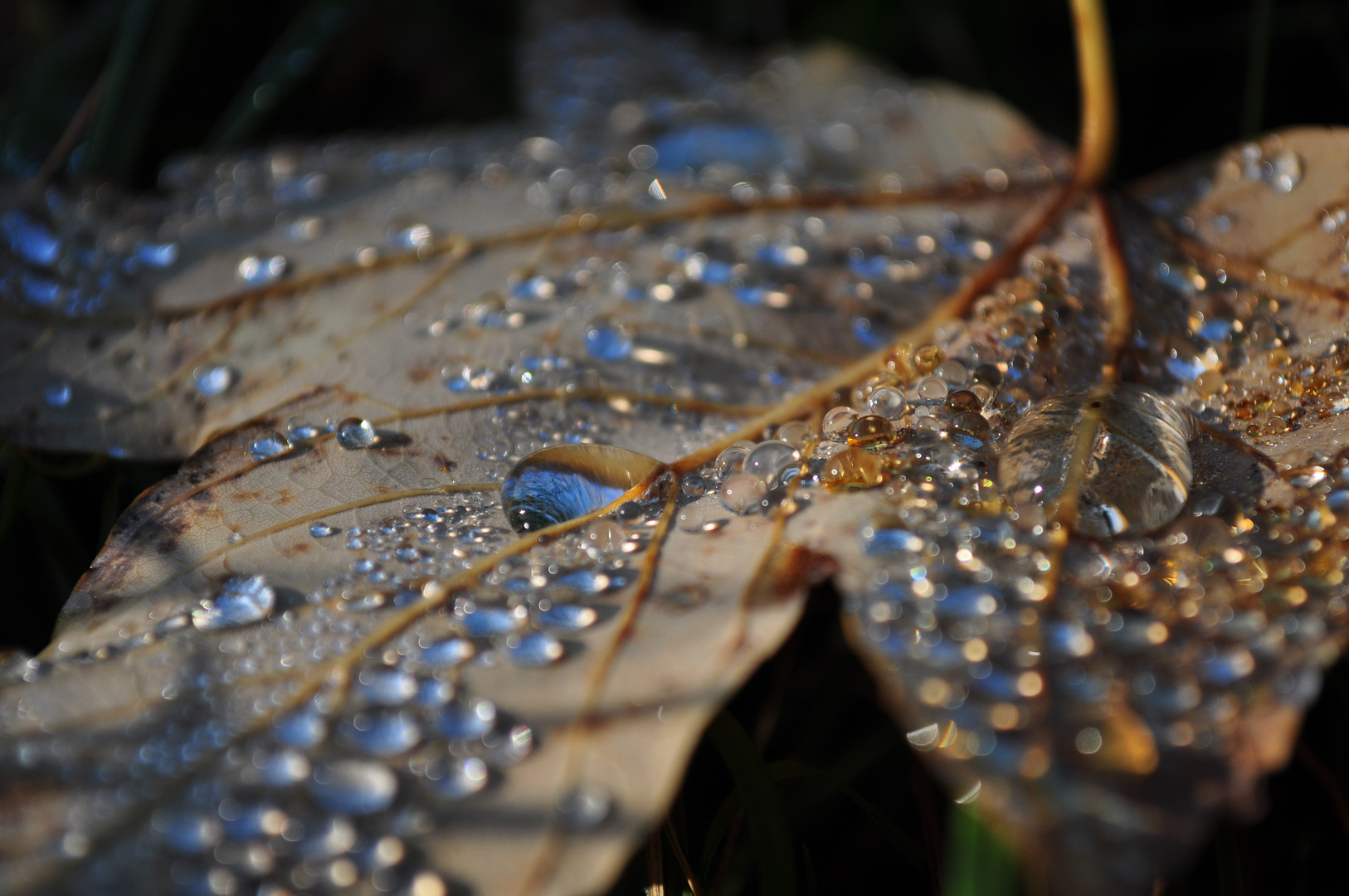 Herbst