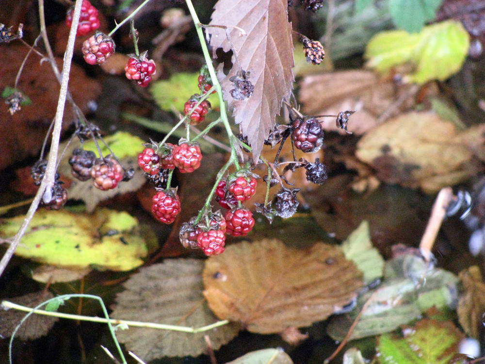 Herbst...