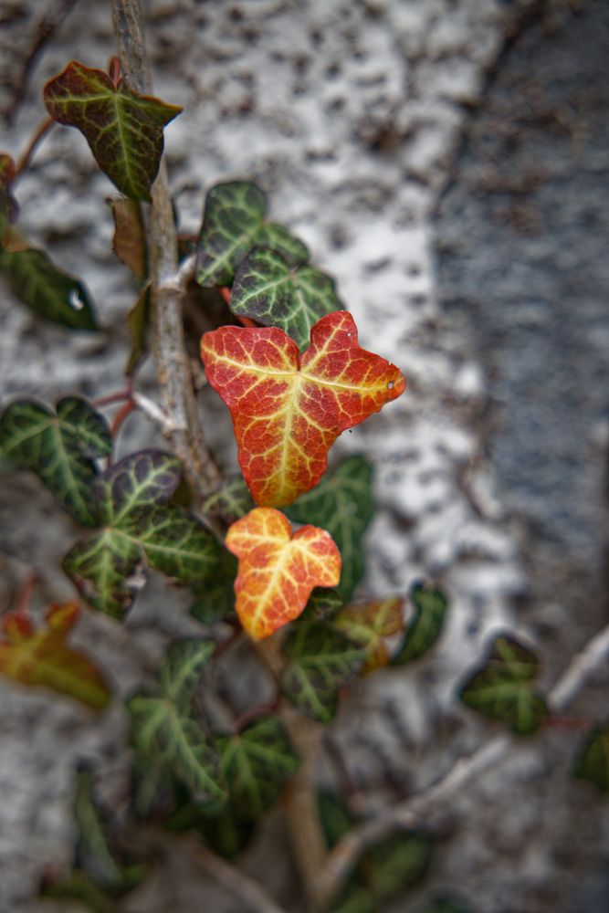 Herbst