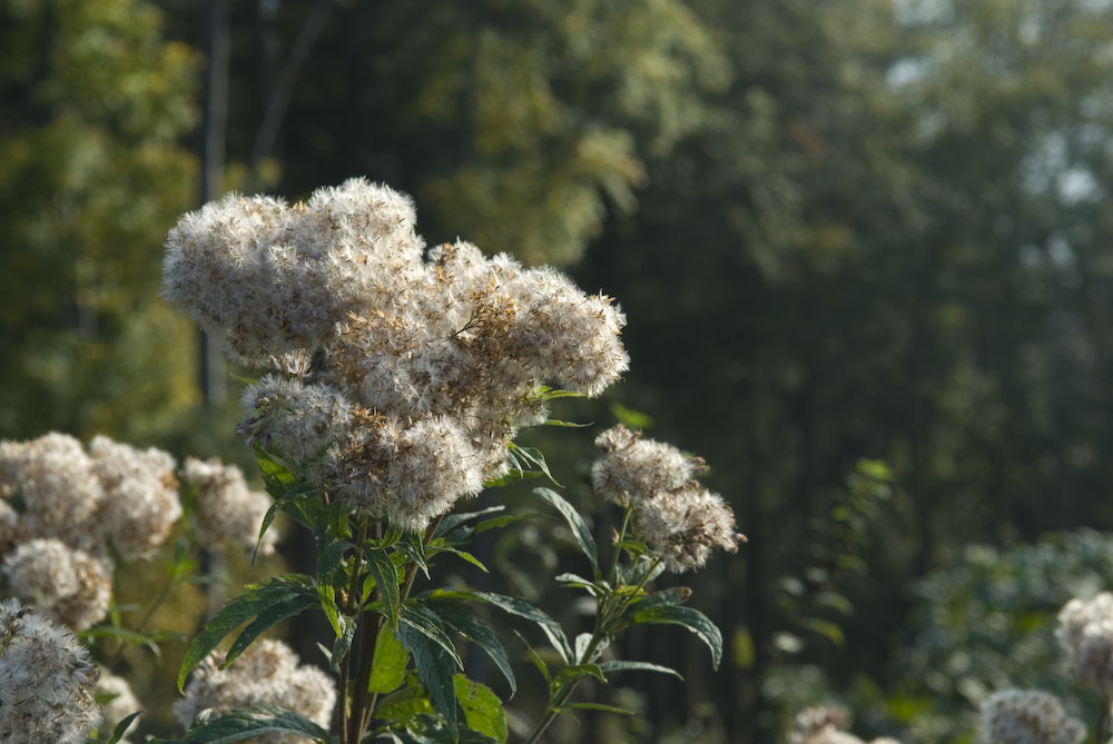 Herbst