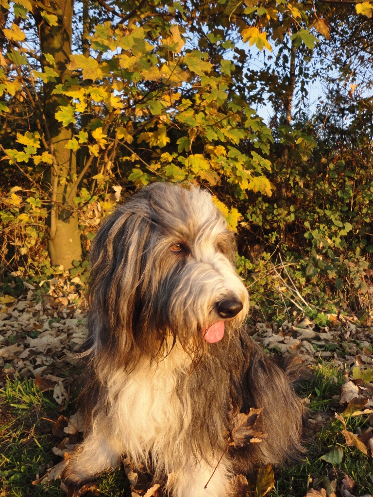 Herbst Bearded Collie Micky