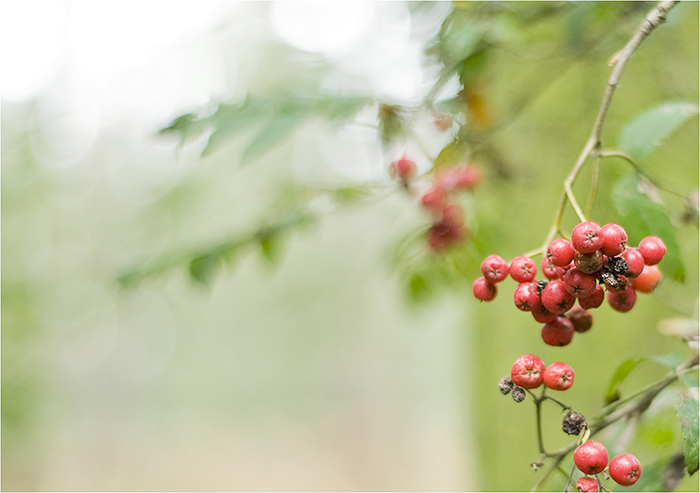 herbst-beeren°