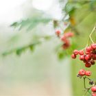 herbst-beeren°