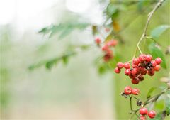 herbst-beeren°