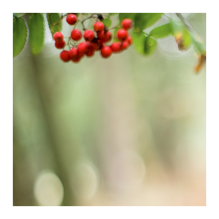 herbst-beeren°°