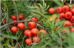 Herbst: Beeren in Hülle und Fülle