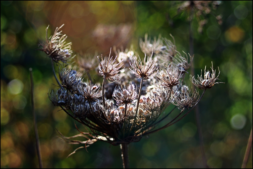 Herbst