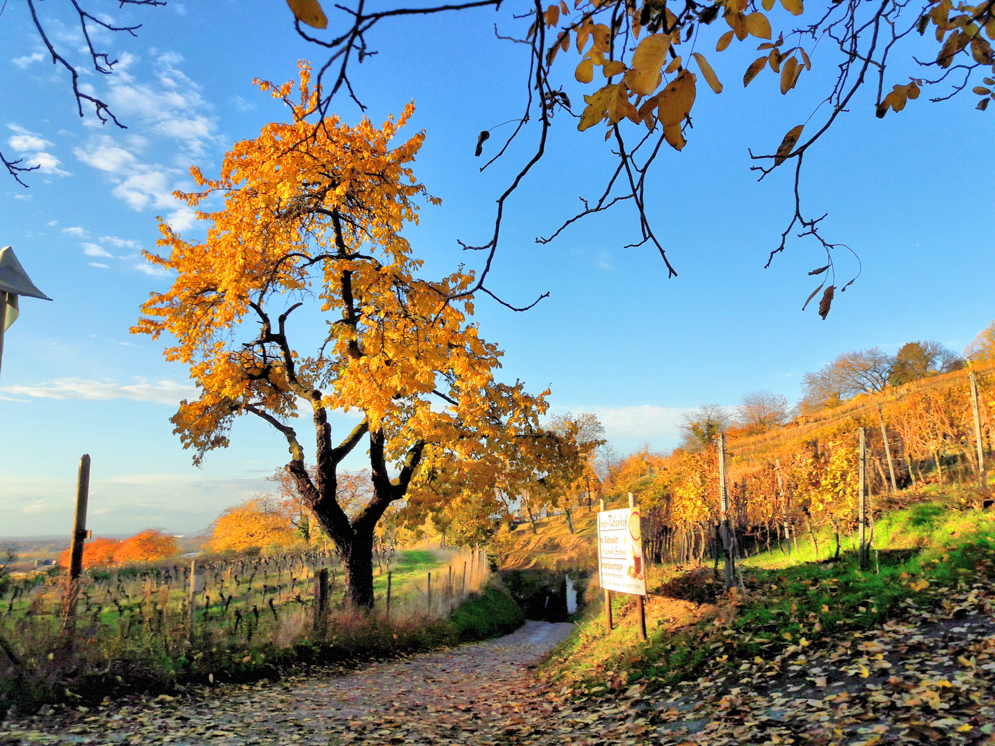 Herbst bei Auerbach fotografiert von Dieter